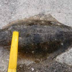 タチウオは釣れなかったけど