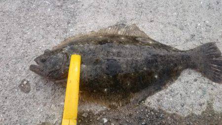 タチウオは釣れなかったけど