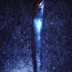 太刀魚とタコGET！！