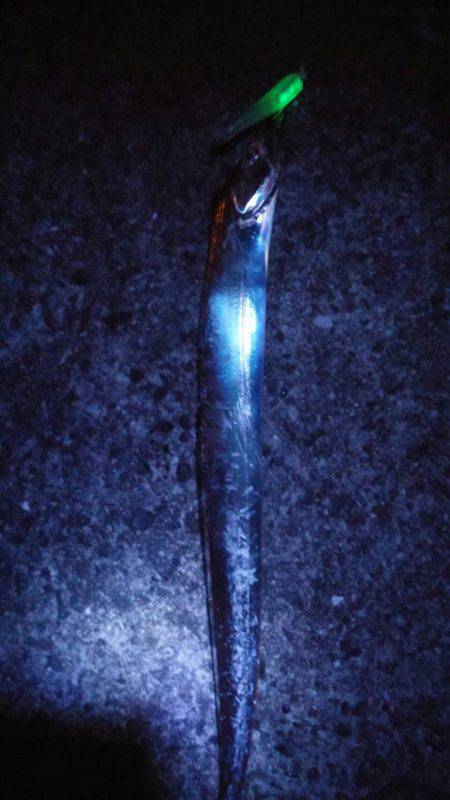 太刀魚とタコGET！！