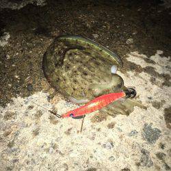 エギング、後輩デビュー戦