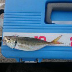 青物回遊なし？