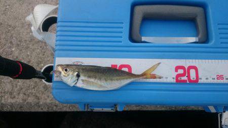 青物回遊なし？