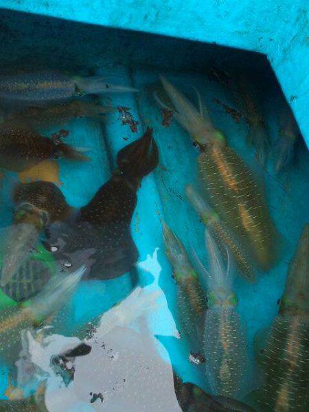 友人の船でティップラン