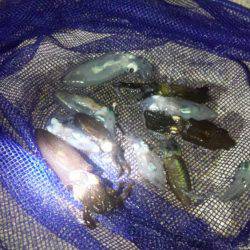 たそがれ釣り旅、台風の合間にて