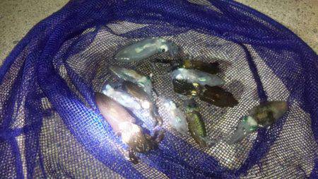 たそがれ釣り旅、台風の合間にて