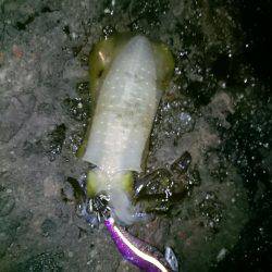 大漁を目指して磯へヤブこぎに