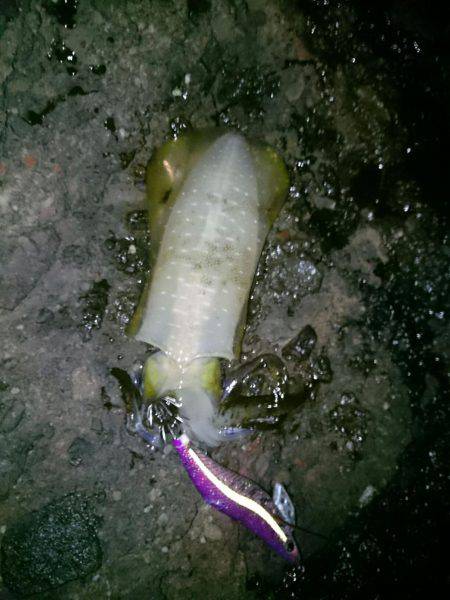 大漁を目指して磯へヤブこぎに