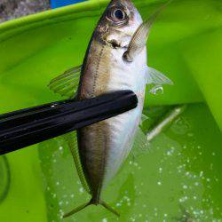 アジ、イワシGET!!