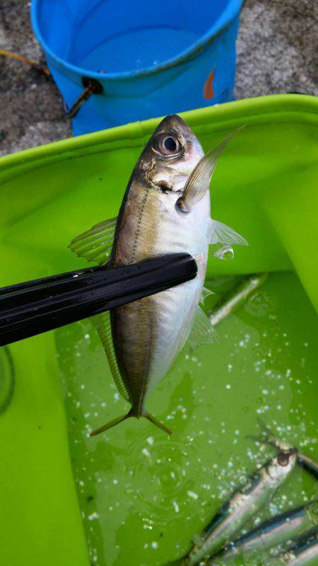 アジ、イワシGET！！