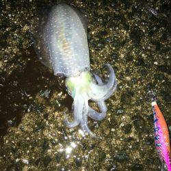 台風通過の翌日はいかがなものか釣行