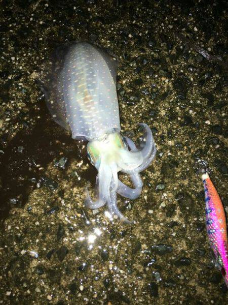 台風通過の翌日はいかがなものか釣行