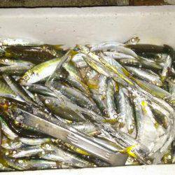 アジ、イワシGET!!