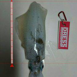 アオリイカ釣りと青物狙いの二本立て釣行