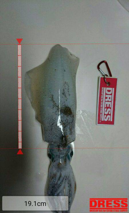 アオリイカ釣りと青物狙いの二本立て釣行