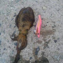 アオリイカよし！