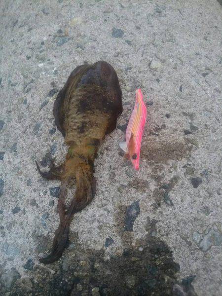 アオリイカよし！