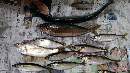 サゴシ狙いでショアジギング