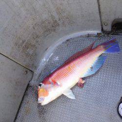 シロイカ激シブ