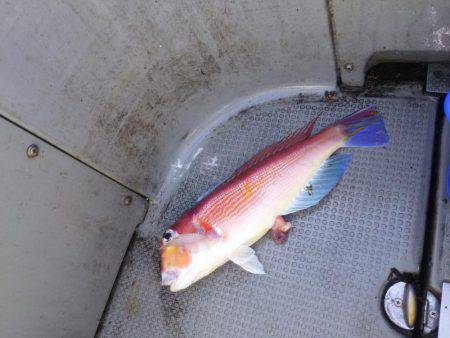 シロイカ激シブ