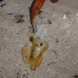 もうスレてました。