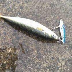 雨上がりにタチウオ釣れるか！？