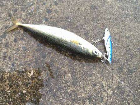 雨上がりにタチウオ釣れるか！？