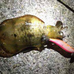 メバリングロッドで抜けない!?