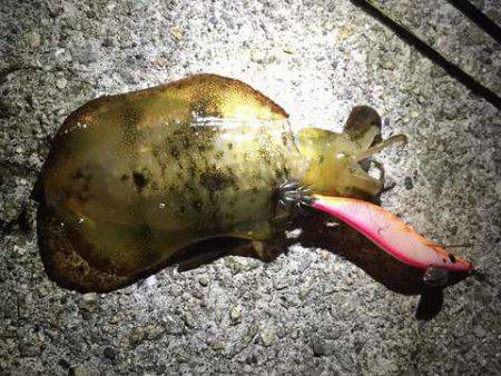 メバリングロッドで抜けない!?