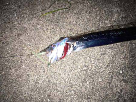 水軒鉄鋼団地でタチウオ、ツ抜け!