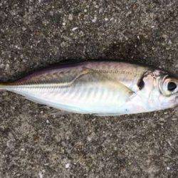 タチウオ見つけたと言えるのか!?