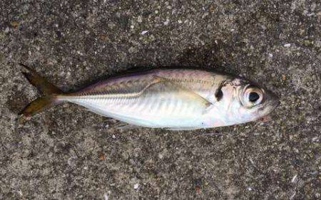 タチウオ見つけたと言えるのか!?