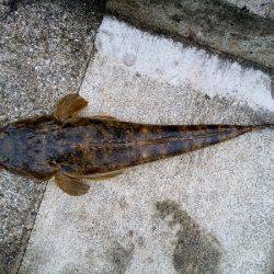 大蔵海岸でマゴチ62cm！