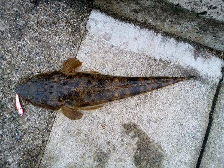 大蔵海岸でマゴチ62cm！