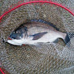 大蔵海岸のトップゲームでチヌ