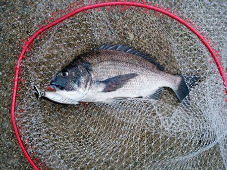 大蔵海岸のトップゲームでチヌ