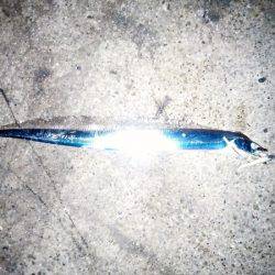 大蔵海岸でタチウオ&サゴシ&ハマチ！