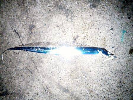 大蔵海岸でタチウオ&サゴシ&ハマチ！