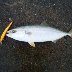 大蔵海岸でハマチ