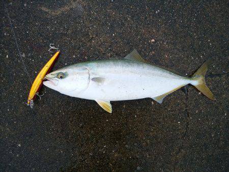 大蔵海岸でハマチ