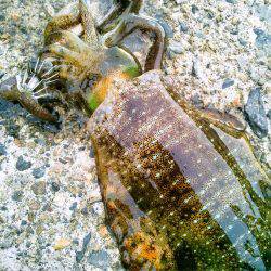 ホームで好調♪