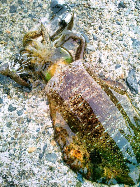 ホームで好調♪