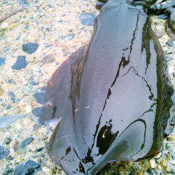 第一投目から~♪