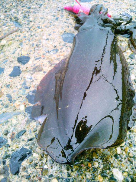 第一投目から～♪