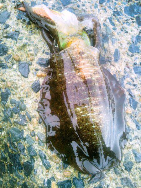 ポイントによってこんなにも･・