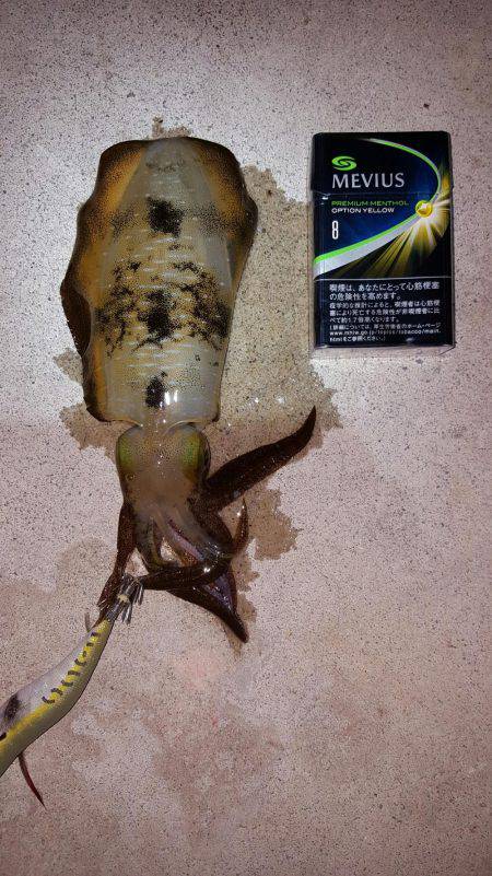 そろそろ?まだまだ