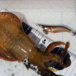 マイボートエギング釣行