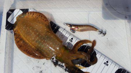 マイボートエギング釣行