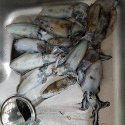 今シーズン初エギング