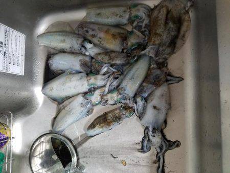 今シーズン初エギング